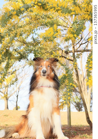 ミモザとシェルティ 137365995