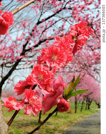 色とりどりの花桃が美しい古河桃まつり 137366085