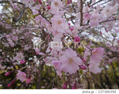 桜の花 桜の花 137366398