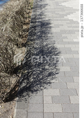 冬の低木街路樹と路上に落ちる影 冬の低木街路樹と路上に落ちる影 137366688