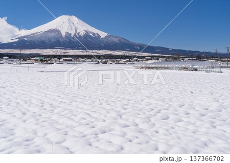 《山梨県》富士山と雪原の田園風景・冬の忍野村 137366702