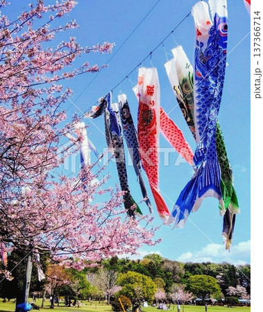 鯉のぼりが舞う小山総合公園の春 鯉のぼりが舞う小山総合公園の春 137366714