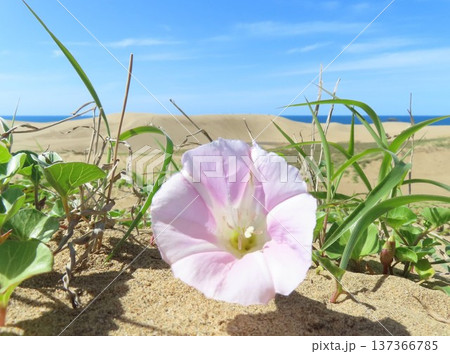 鳥取砂丘咲く可憐な一輪のハマヒルガオ 鳥取砂丘咲く可憐な一輪のハマヒルガオ 137366785
