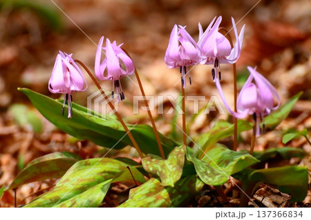 満開のカタクリ（早春イメージ） 137366834