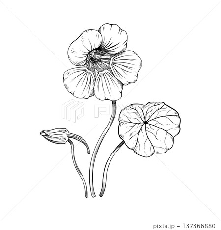 Hand drawn nasturtium flower sketch, botanical line art illustration of Tropaeolum majus with leaf and bud, vintage floral vector element isolated on white. For logo, invitation, packaging design. 137366880