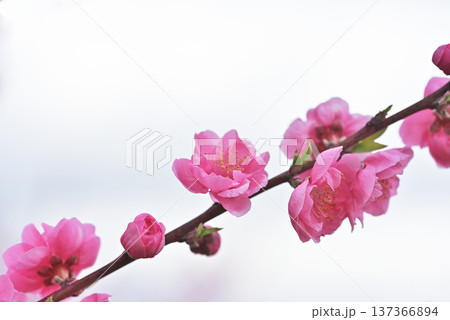 桃の花 桃の花 137366894