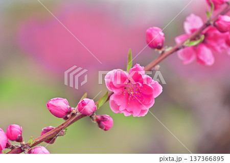 桃の花 137366895