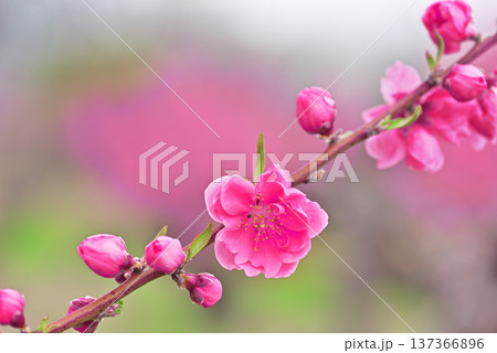桃の花 桃の花 137366896