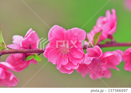 桃の花 137366897