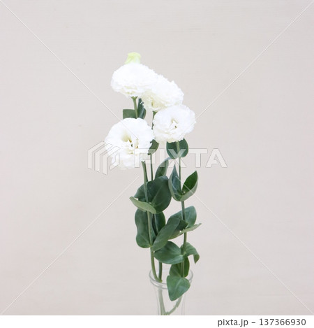 トルコギキョウ「セレブクリスタルネオ」の切花2 137366930