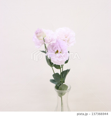 トルコギキョウ「ソーダ」の切花2 トルコギキョウ「ソーダ」の切花2 137366944