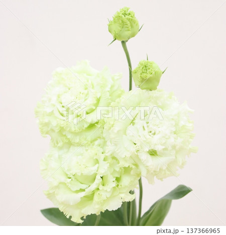 トルコギキョウ「ボヤージュグリーン」の切花3 137366965