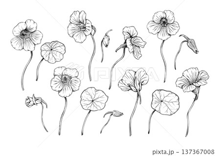 Hand drawn nasturtium flower collection. Botanical line art vector illustration of garden flowers, buds and leaves. Black and white ink sketch isolated on white. Tropaeolum majus floral elements 137367008