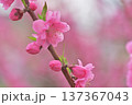 桃の花 137367043