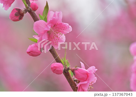 桃の花 137367043