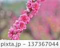 桃の花 137367044