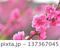 桃の花 137367045