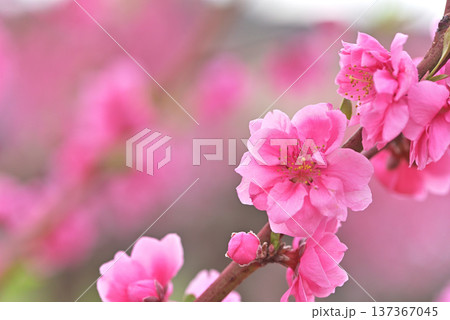 桃の花 桃の花 137367045