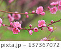 桃の花 137367072