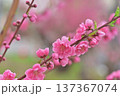 桃の花 137367074