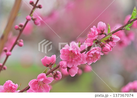 桃の花 137367074