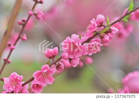 桃の花 137367075
