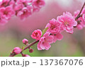 桃の花 137367076