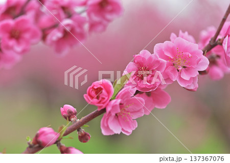 桃の花 137367076