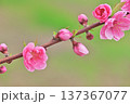 桃の花 137367077