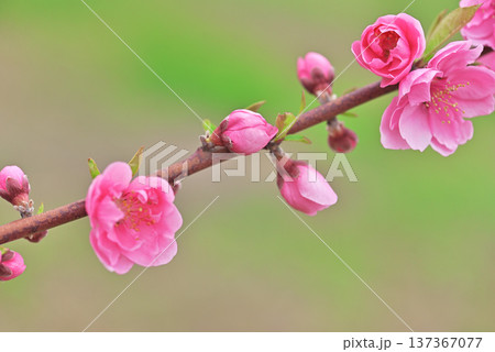 桃の花 137367077