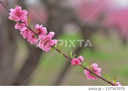 桃の花 桃の花 137367078
