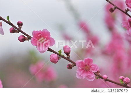桃の花 桃の花 137367079