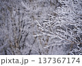冬の野沢温泉スキー場の樹氷の樹 137367174