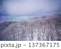 冬の野沢温泉スキー場の樹氷の林 137367175