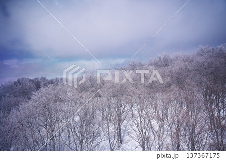 冬の野沢温泉スキー場の樹氷の林 137367175