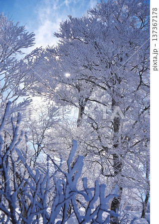 冬の野沢温泉スキー場の樹氷の樹々 137367178