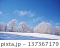 冬の野沢温泉スキー場の樹氷の林 137367179