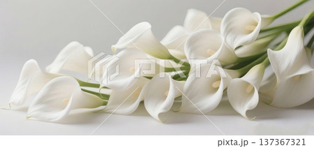 Horizontal Composition of White Calla Lilies Lying Gracefully on White Surface with Selective Focus Horizontal Composition of White Calla Lilies Lying Gracefully on White Surface with Selective Focus 137367321