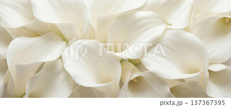 Elegant White Calla Lilies Close Up Background for Wedding and Pure Aesthetic Themes 137367395