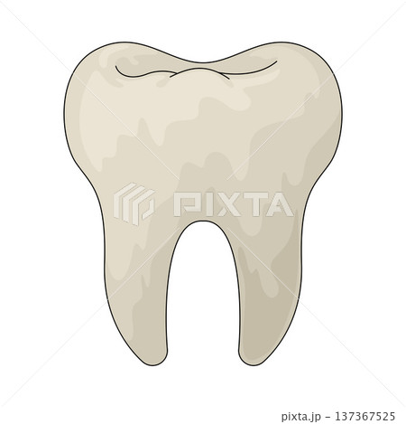 Illustration of tooth 137367525