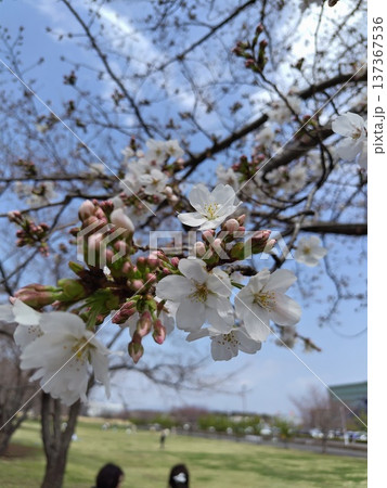 桜の花とツボミ 桜の花とツボミ 137367536
