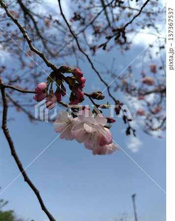 枝先の桜の花とツボミ 枝先の桜の花とツボミ 137367537