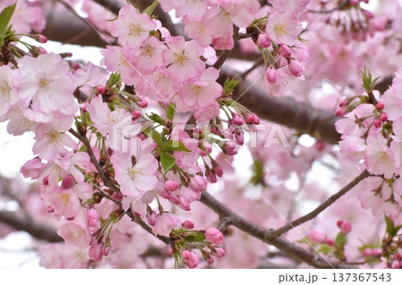 ヤマザクラの花とツボミ 137367543