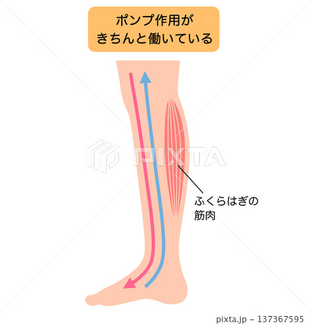 脚のむくみ　浮腫のしくみ 137367595