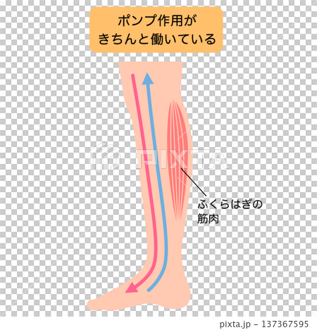 脚のむくみ　浮腫のしくみ 137367595