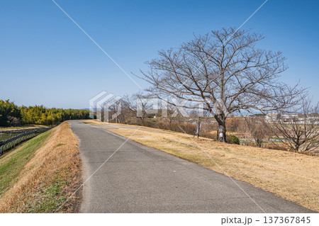 木津川右岸堤防上の遊歩道　京都府城陽市 137367845