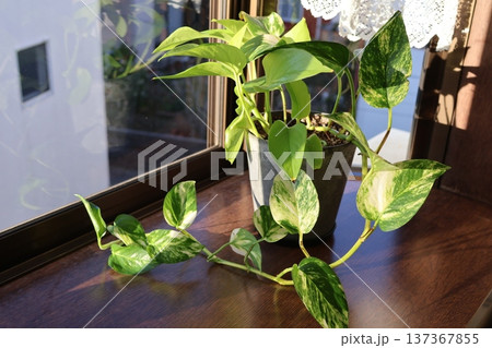 さし芽で増やした二種類植えのポトス 137367855