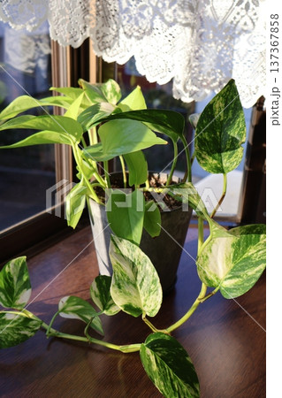 さし芽で増やした二種類植えのポトス さし芽で増やした二種類植えのポトス 137367858
