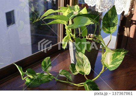 さし芽で増やした二種類植えのポトス 137367861
