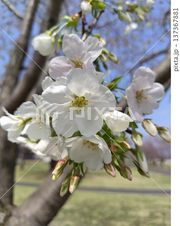 桜の花とツボミ(クローズアップ) 桜の花とツボミ(クローズアップ) 137367881